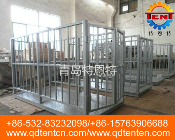 Live cattle weighing system